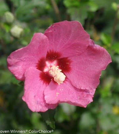 Rose of Sharon Lil' Kim® Red